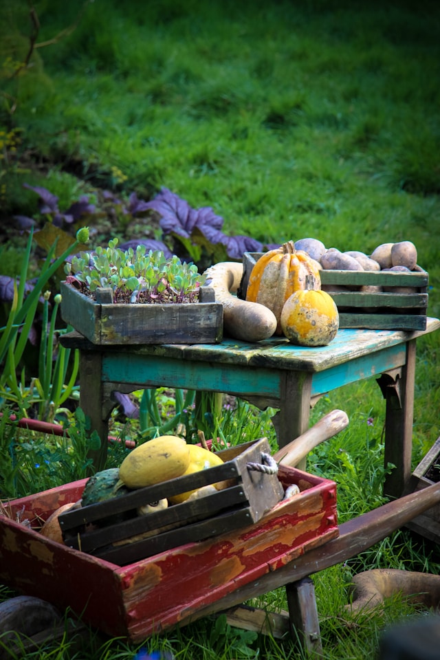 Essential Gardening Supplies for Every Green Thumb